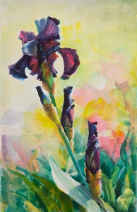 Purple Iris -- original watercolor by Steve Henderson